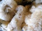 schapenwol wit onbewerkt, Meerdere dieren, Schaap
