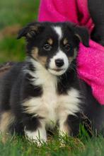 Enthousiaste Border Collie x Australian Shepherd pups, Dieren en Toebehoren, Honden | Herdershonden en Veedrijvers, 8 tot 15 weken