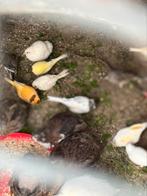 Zang kanaries, Dieren en Toebehoren, Vogels | Kanaries, Meerdere dieren, Zangkanarie