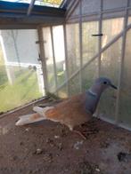 Lachduif man, Dieren en Toebehoren, Mannelijk, Tortelduif
