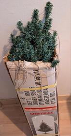 Kerstboom ~ blauw spar ~, Ophalen