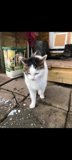 Vrouwtjes kat 2 jaar oud, Ophalen, Kat