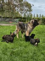 Leonberger  x  Berner sennen  pups, Dieren en Toebehoren, Nederland, Meerdere, Meerdere dieren, Fokker | Professioneel