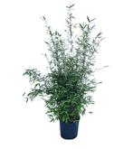Fargesia Nitida Black Pearl | Niet-Woekerende Zwarte Bamboe, Ophalen of Verzenden, Bloeit niet, Overige soorten, Halfschaduw