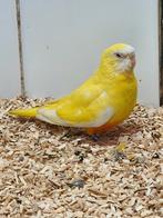 Te koop Splendid parkiet pop., Dieren en Toebehoren, Vrouwelijk, Parkiet