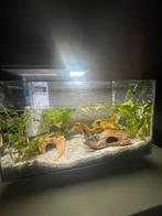 Superfish quadro 40 pro aquarium incl kempvis & waterslakken, Ophalen of Verzenden, Nieuw, Verlichting of Verwarming