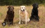 Gezocht een herplaatser labrador, Dieren en Toebehoren, Particulier, 3 tot 5 jaar, Geslacht onbekend, Labrador retriever