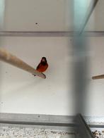 F1  Kapoetsensijs x Kanarie, Dieren en Toebehoren, Mannelijk, Bastaard