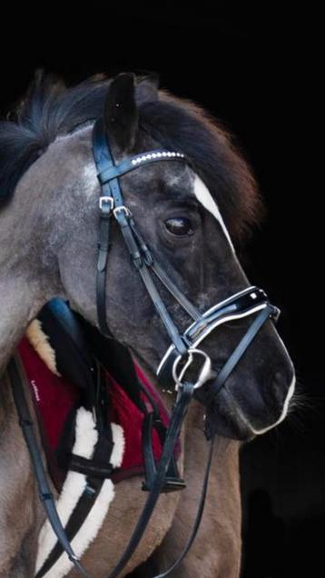 Prachtig Zwart Pony Hoofdstel Bling Lak Wit Onderlegd beschikbaar voor biedingen