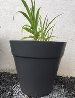 Grote kunsstofpotten bloempotten met tuinplanten, Tuin en Terras, Planten | Tuinplanten, Overige soorten, Volle zon, Vaste plant