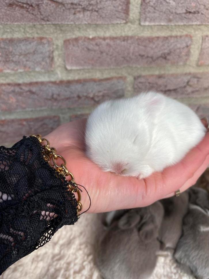 Zuivere minilop voedster beschikbaar!, Dieren en Toebehoren, Konijnen, Dwerg, Vrouwelijk, 0 tot 2 jaar, Hangoor