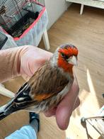 t.k mooie bastaard majoor putter top fluiter 2023 winterhard, Dieren en Toebehoren, Vogels | Kanaries, Mannelijk, Bastaard