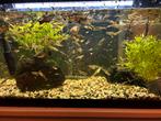 Guppy’s mannetjes en vrouwtjes, Dieren en Toebehoren, Vissen | Aquariumvissen, Vis