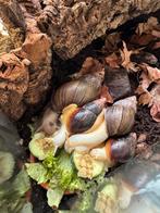 Afrikaanse reuzenslakken Agaatslakken Achatina fulica baby, Mei, Meerdere dieren