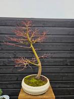 Japanse Esdoorn 'Little Princess' - Acer palmatum Bonsai, Ophalen, Bloeit niet, Halfschaduw, Overige soorten