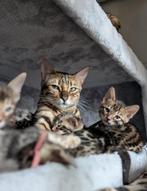 Prachtige lieve bengaal kittens, Dieren en Toebehoren, Katten en Kittens | Raskatten | Korthaar, Kater, Gechipt, 0 tot 2 jaar