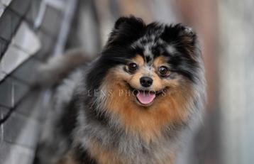 Merle en tan pomeriaan dekreu beschikbaar voor biedingen