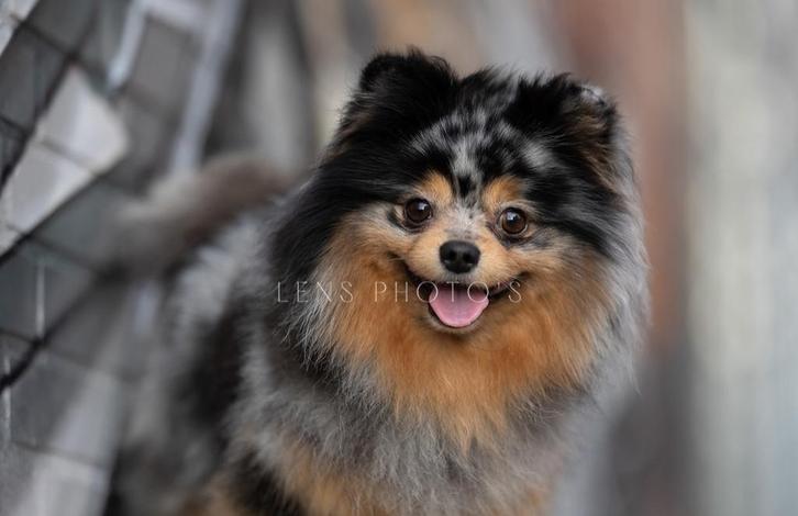 Merle en tan pomeriaan dekreu, Dieren en Toebehoren, Honden | Dekreuen, Reu, Particulier, Eén hond, Buitenland, 3 tot 5 jaar, CDV (hondenziekte)