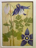1910 litho van Plantje uit de alpen -Aquilegia Alpina, Ophalen of Verzenden
