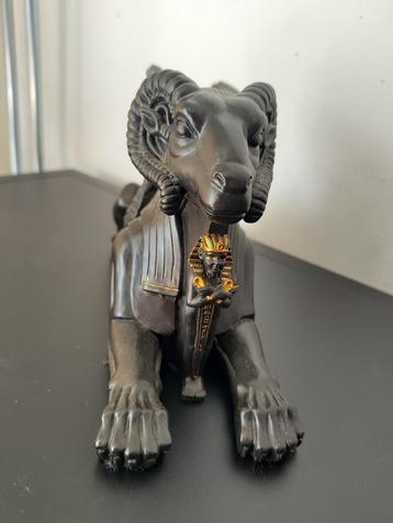 Zeldzame Veronese Criosphinx (ramshoofd) beschikbaar voor biedingen