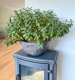 Grote vetplant Crassula Portulacea Geldboom, Ophalen, Vetplant, Halfschaduw, In pot