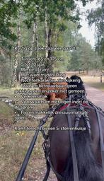 Allround paard gezocht, Dieren en Toebehoren, Ophalen, Zo goed als nieuw, Overige soorten