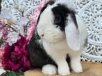 Zeer lieve en rustige minilop voedster niet voor de fok!, Dieren en Toebehoren, Konijnen, Vrouwelijk, Dwerg, Hangoor, 0 tot 2 jaar
