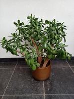 Grote vetplant, Ophalen, Overige soorten, Volle zon