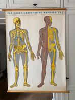 anatomische wandplaat, Antiek en Kunst, Antiek | Schoolplaten, Ophalen of Verzenden, Natuur en Biologie