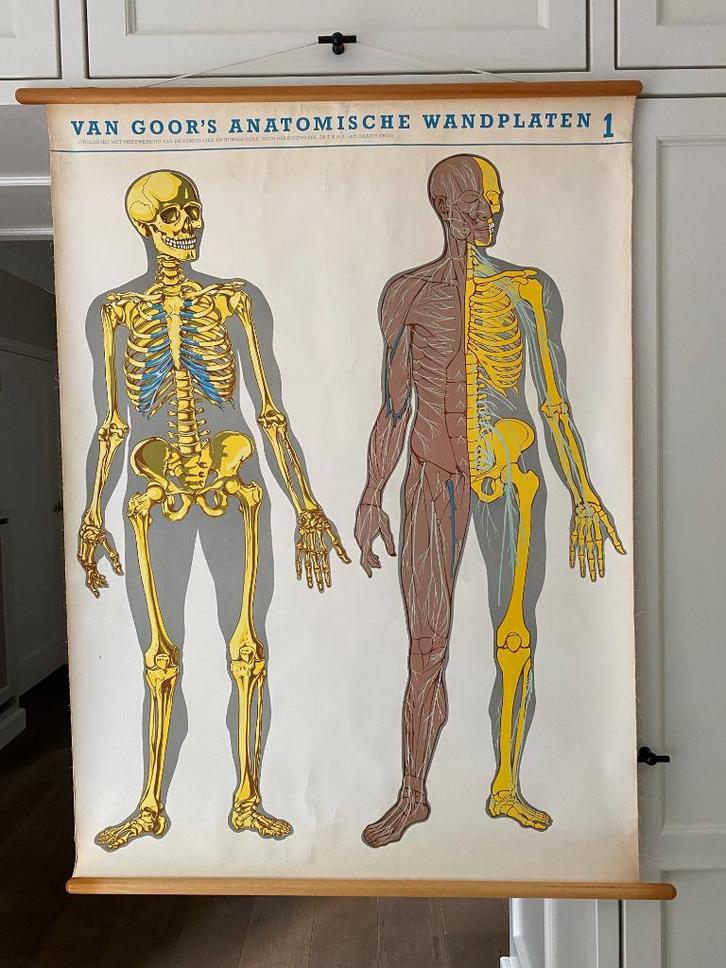 anatomische wandplaat, Antiek en Kunst, Antiek | Schoolplaten, Natuur en Biologie, Ophalen of Verzenden