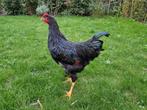 Barnevelder hanen t.e.a.b., Dieren en Toebehoren, Mannelijk, Kip