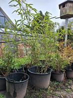 bamboe, Tuin en Terras, Planten | Bomen, In pot, Ophalen of Verzenden