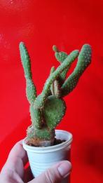 Cactus Opuntia zonder stekels 1, Huis en Inrichting, Kamerplanten, Ophalen of Verzenden, Minder dan 100 cm, In pot, Cactus