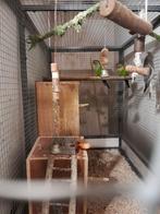 Koppel pyrrhura rupicola ., Meerdere dieren