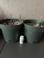 Beautanic Superfood en potten, Tuin en Terras, Ophalen of Verzenden, Nieuw