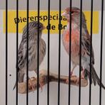 Mooie agaat rood mozaïek kanaries, Dieren en Toebehoren, Vogels | Kanaries, Meerdere dieren, Kleurkanarie