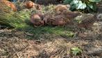 GEZOCHT Junglebush kwartel haan., Dieren en Toebehoren, Mannelijk