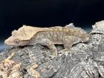 Correlophus ciliatus - wimpergekko charcoal, Dieren en Toebehoren, Hagedis