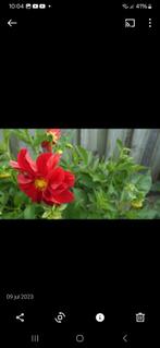 Rode dahlia, Tuin en Terras, Planten | Tuinplanten, Zomer, Ophalen, Volle zon