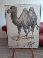 Schoolplaat Schaap / Kameel dubbelzijdig!, Ophalen, Natuur en Biologie