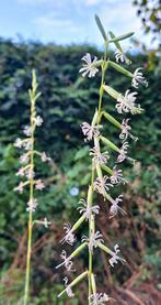 Zaden Silene nutans inheems, Verzenden, Voorjaar, Volle zon, Zaad