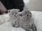 Britse korthaar kittens, Dieren en Toebehoren, Katten en Kittens | Raskatten | Korthaar, Kater, Gechipt, 0 tot 2 jaar