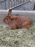 Rode nieuw zeelander (Ram), Dieren en Toebehoren, Konijnen, Mannelijk, Middelgroot, 0 tot 2 jaar
