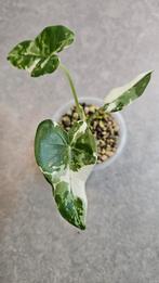 Alocasia Okinawa Silver Variegata, Ophalen of Verzenden, Halfschaduw, Minder dan 100 cm
