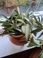 Hoya wayetii, Huis en Inrichting, Kamerplanten, Ophalen of Verzenden, Overige soorten, Minder dan 100 cm