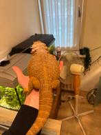 Hypo leatherback baardagaam, Dieren en Toebehoren, Reptielen en Amfibieën, Hagedis, 0 tot 2 jaar