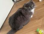 Blue solid ragdoll fok kitten met stamboom mag verhuizen, Dieren en Toebehoren, Katten en Kittens | Raskatten | Langhaar, Poes