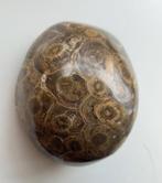 fossiel koraal, Verzamelen, Ophalen of Verzenden, Fossiel