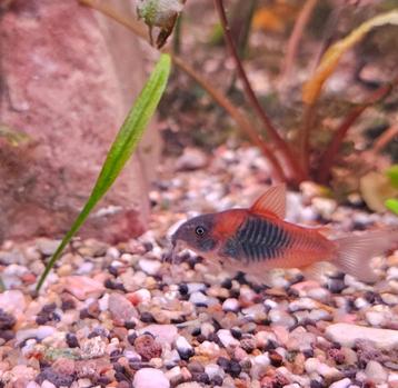 Corydoras Venezuela Orange / Pantsermeerval 5 voor €17,50