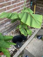 bananenplant Musa Basjoo, Vaste plant, Fruitplanten, Ophalen, Volle zon